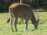 Elands (genus) - Adult