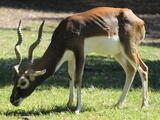 Blackbucks (genus) - Adult male