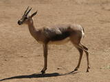 Gazelles (genus) - Adult