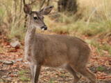 White-tailed Deer - Adult female