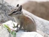 Uinta Chipmunk - Adult