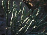 Cylindropuntia acanthocarpa - Buckhorn Cholla