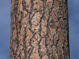 Bull Pine - Ponderosa Pine