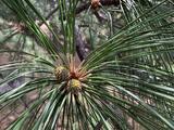 Black Pine - Jeffrey Pine
