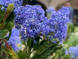 Blue Blossom Ceanothus - Blueblossom
