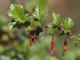 Gooseberries (family) - Sierra Gooseberry
