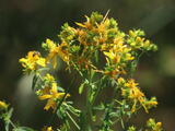 Hypericaceae (family) - Klamath Weed