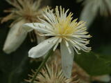 Pipestem Clematis - Pipestem Clematis