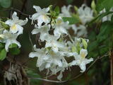Western Azalea - Western Azalea