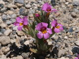 Kellogg's Monkeyflower - Kellogg's Monkeyflower