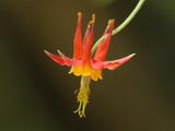 Columbine (genus) - Western Columbine