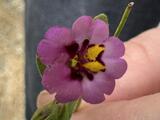 Slenderstem Monkeyflower - Slenderstem Monkeyflower