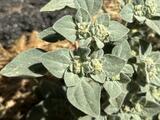 Spurge (family) - Dove Weed
