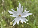 Saxifrages (family) - San Francisco Woodland-star