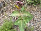 Purple Milkweed - Purple Milkweed