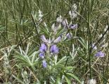 Longspur Lupine - Longspur Lupine