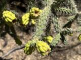 Cylindropuntia (genus) - Cane Cholla