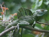 Green Basilisk - Adult male