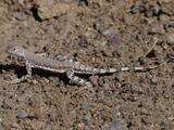 Zebra-tailed Lizards (genus) - Adult