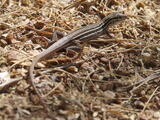 Plateau Striped Whiptail - Adult