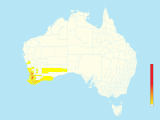 Western Thornbill (Acanthiza inornata) - Australia
