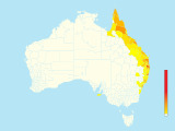 Australian Brushturkey (Alectura lathami) - Australia