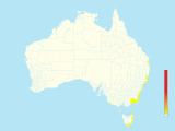 Buller's Shearwater (Ardenna bulleri) - Australia
