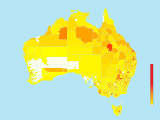 Hardhead (Aythya australis) - Australia