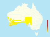 Western Yellow Robin (Eopsaltria griseogularis) - Australia