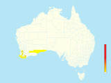 Western Shrike-tit (Falcunculus leucogaster) - Australia