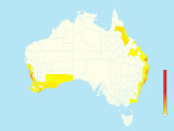 White-cheeked Honeyeater (Phylidonyris niger) - Australia