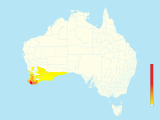 Western Rosella (Platycercus icterotis) - Australia