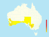 Regent Parrot (Polytelis anthopeplus) - Australia