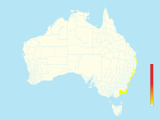 Parkinson's Petrel (Procellaria parkinsoni) - Australia