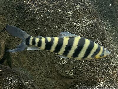 Banded Leporinus (Leporinus fasciatus) - Adult