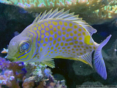 Siganus guttatus - Adult
