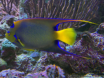 Queen Angelfish (Holacanthus ciliaris) - Adult