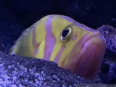 Garish Hind (Cephalopholis igarashiensis) - Adult