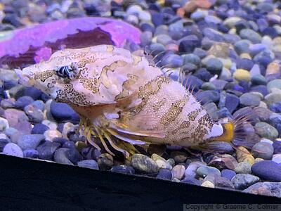 Grunt Sculpin (Rhamphocottus richardsonii) - Adult