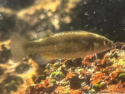 Moapa Dace (Gila coriacea) - Adult