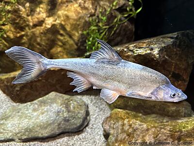 Humpback Chub (Gila cypha) - Adult