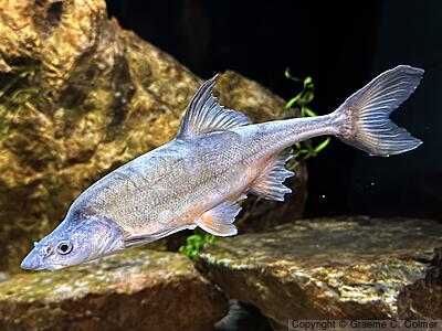 Humpback Chub (Gila cypha) - Adult