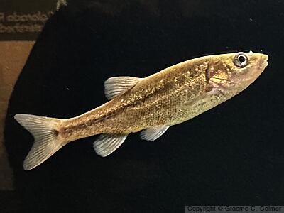 Sonora Chub (Gila ditaenia) - Adult