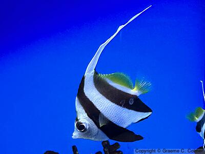 Achooling Bannerfish (Heniochus diphreutes) - Adult