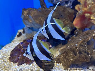 Achooling Bannerfish (Heniochus diphreutes) - Adults