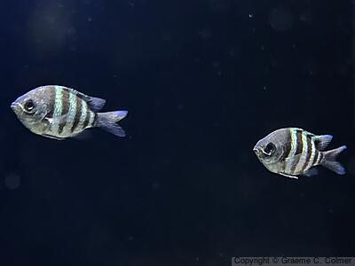 Sergeant Major (Abudefduf saxatilis) - Adults