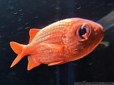 Bigscale Soldierfish (Myripristis berndti) - Adult