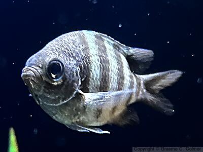 Sergeant Major (Abudefduf saxatilis) - Adult