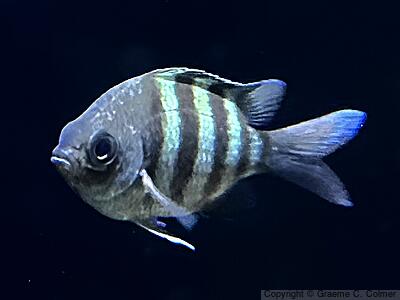 Sergeant Major (Abudefduf saxatilis) - Adult