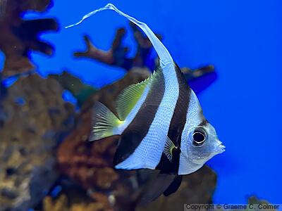 Achooling Bannerfish (Heniochus diphreutes) - Adult